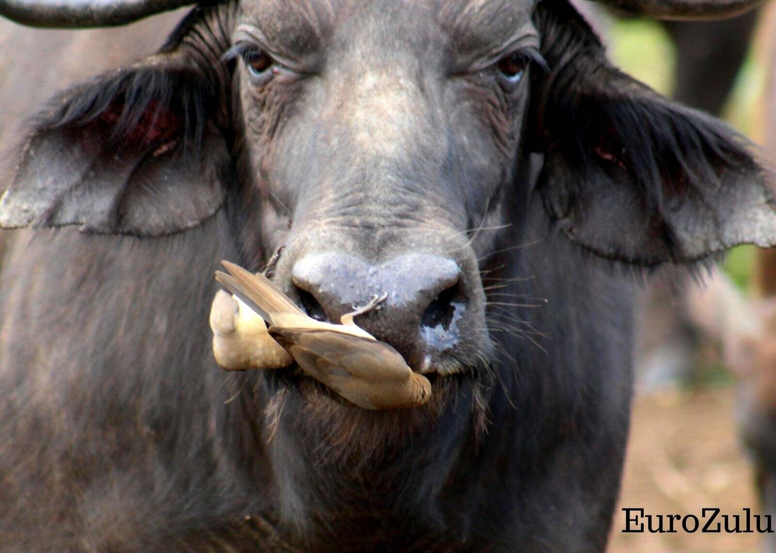 Eurozulu