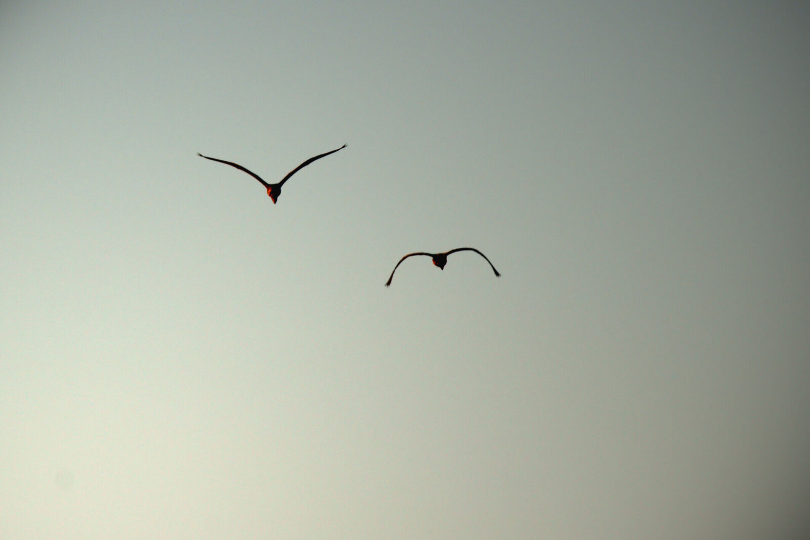 Birds of the Eastern Shores