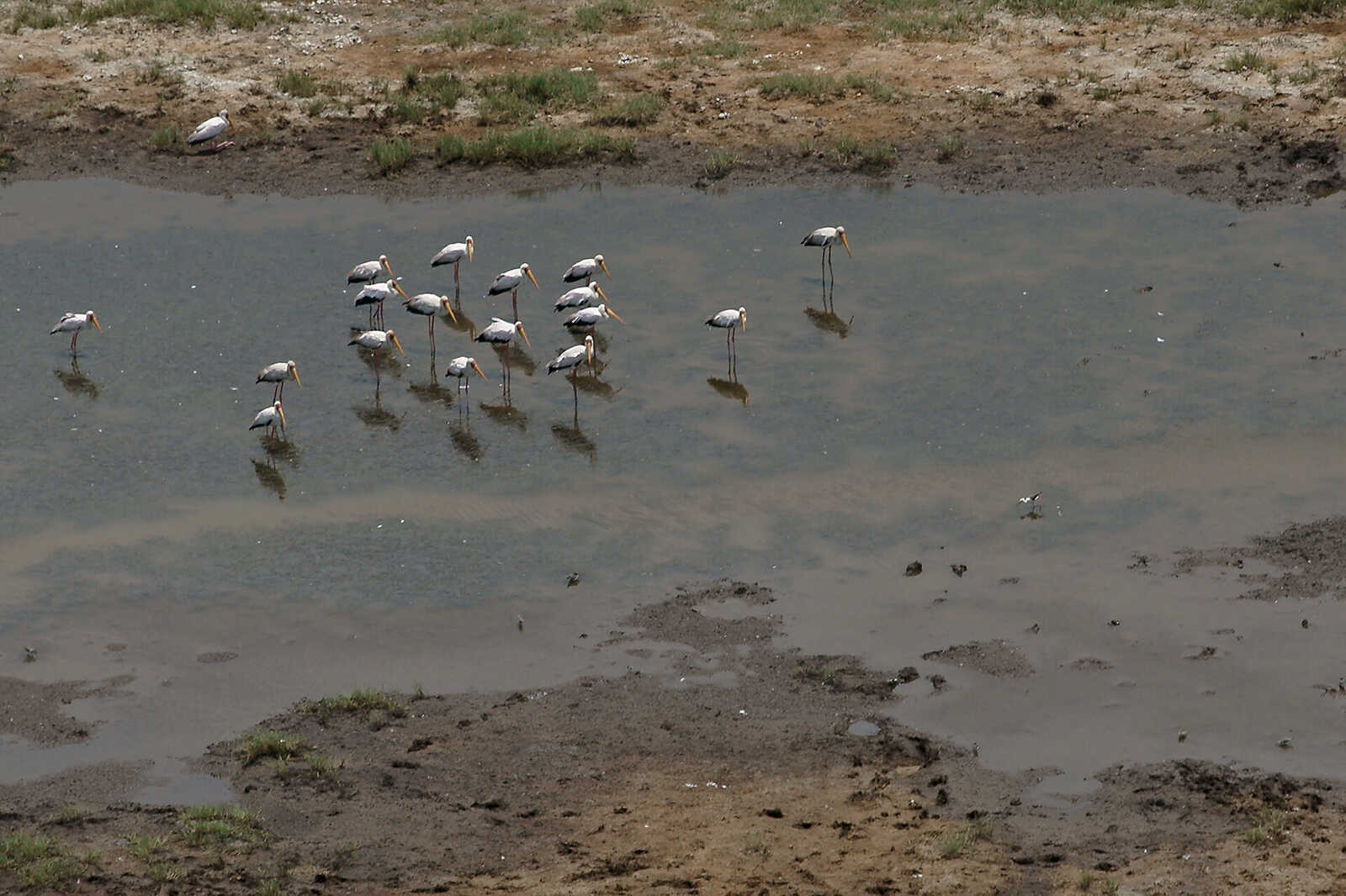 A Haven for <b>Waterbirds</b>