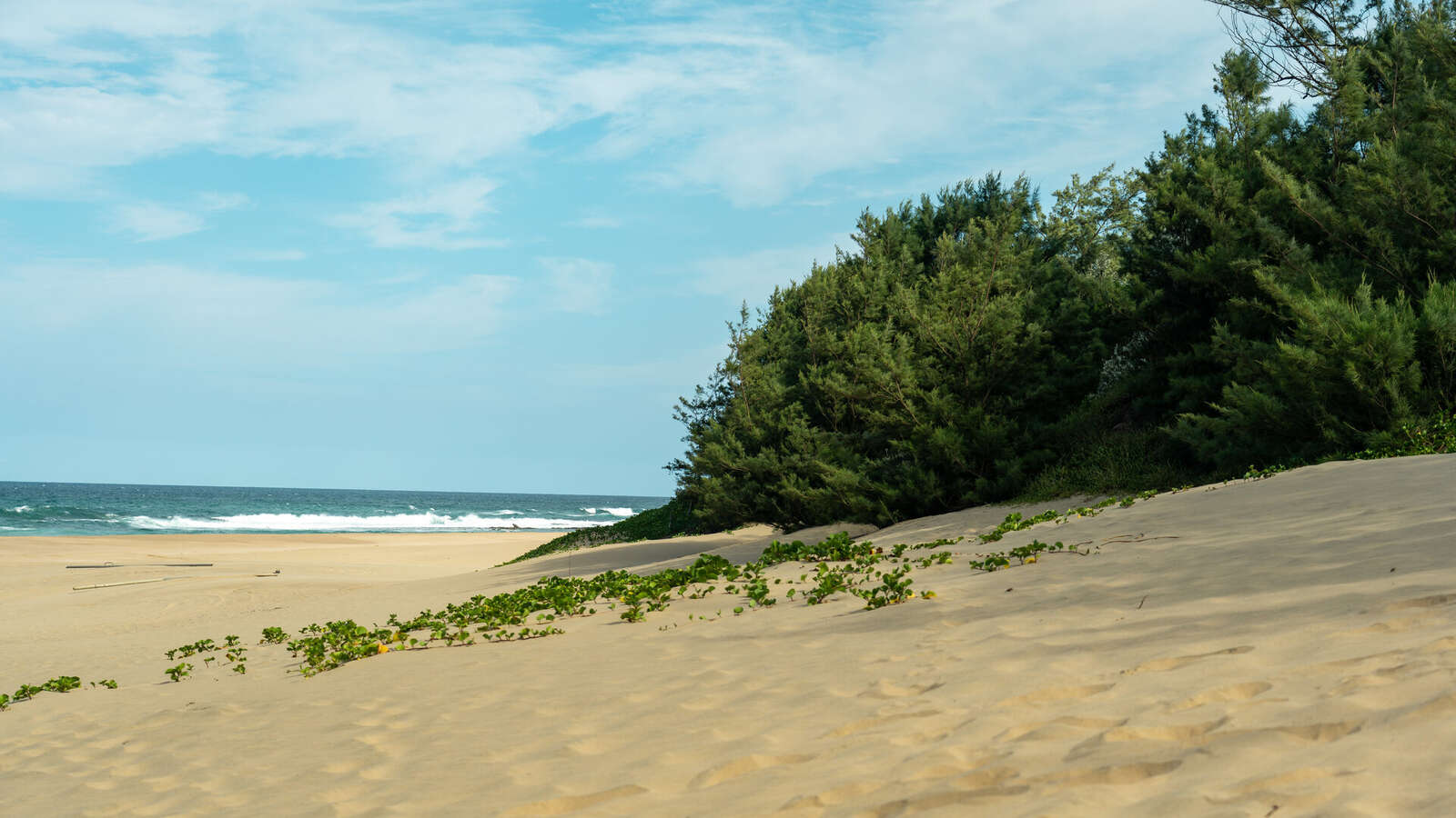 A Rare Coastal Safari Experience