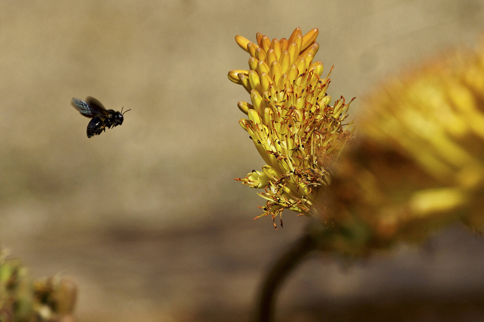 For Birders & Butterfly Enthusiasts