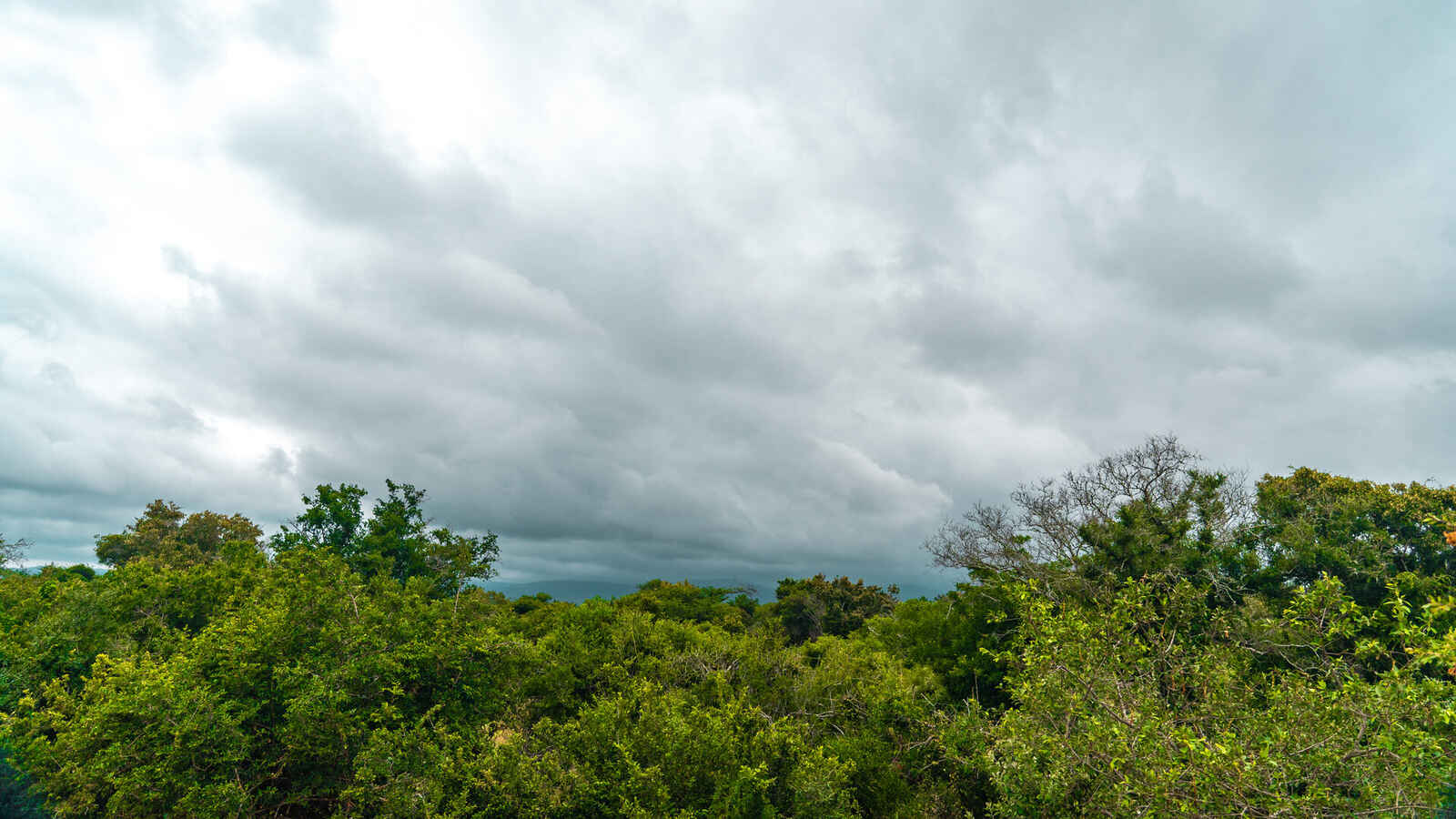 Sycamore Fig Forest – A Living Cathedral