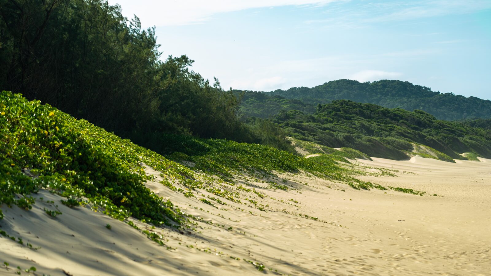 Dune forest and beach at Cape Vidal — the coastline the Park’s visitor economy is built on