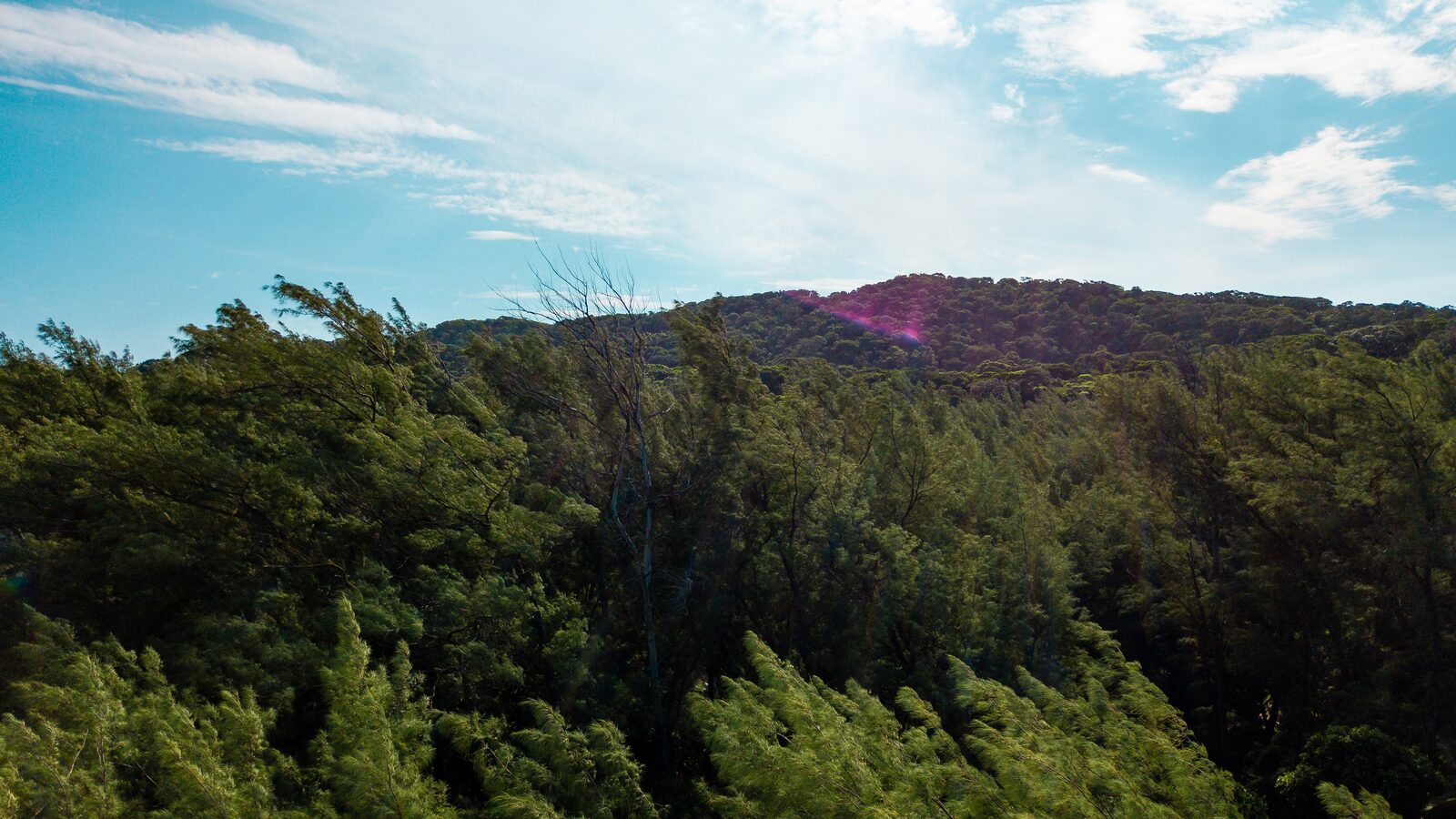Coastal forest canopy on the Eastern Shores of iSimangaliso Wetland Park
