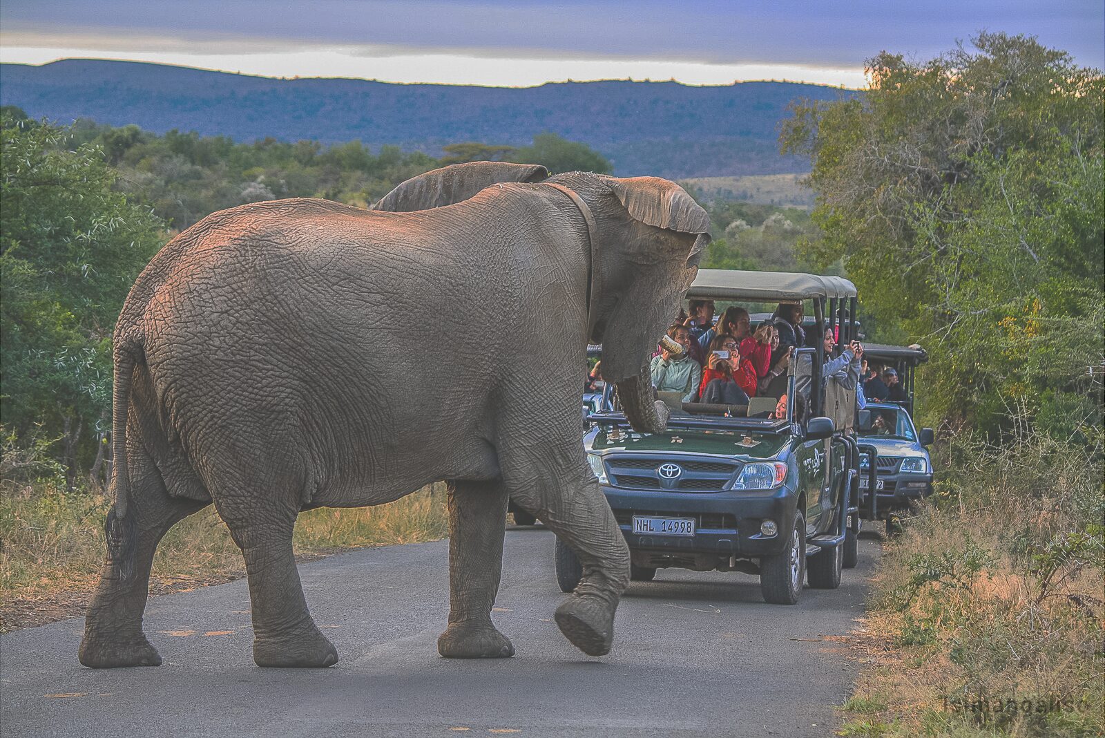 Visitors on a guided game drive watching an elephant cross the road in iSimangaliso