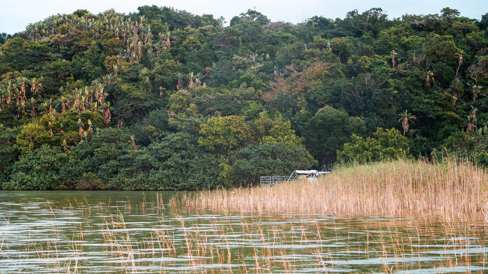 A small boat moored at a reed-fringed channel backed by dense forest