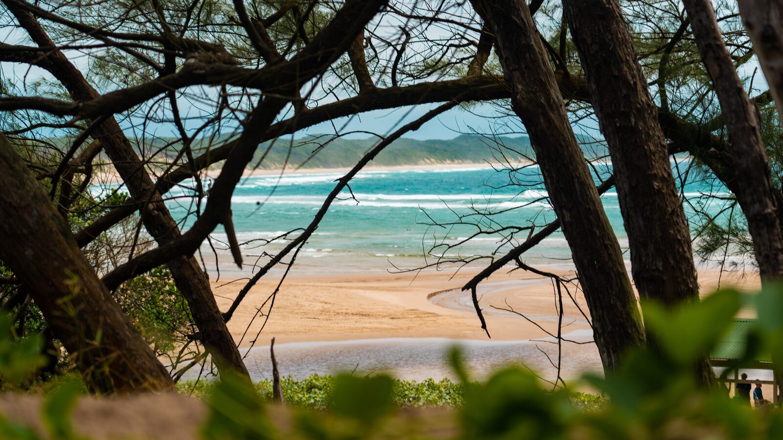 A turquoise bay and curving beach seen through casuarina trunks